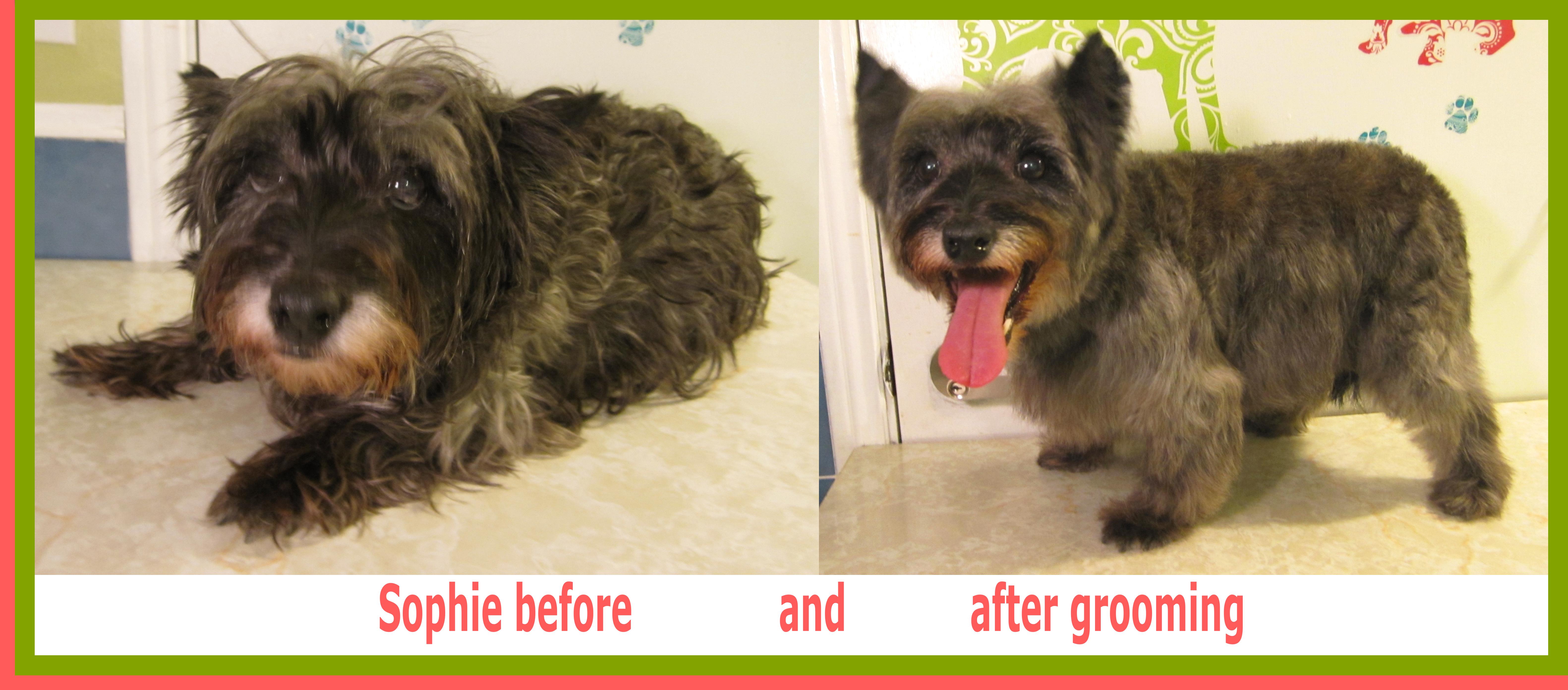 Cairn Terrier Grooming Before And After