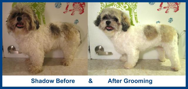 Shadow before and after grooming